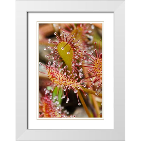 North Carolina Carnivorous sundew plant White Modern Wood Framed Art Print with Double Matting by Flaherty, Dennis