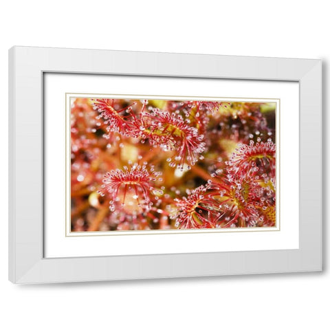 Carnivorous sundew, Green Swamp, North Carolina White Modern Wood Framed Art Print with Double Matting by Flaherty, Dennis