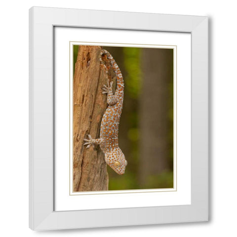 USA, North Carolina Tokay gecko on a tree stump White Modern Wood Framed Art Print with Double Matting by Illg, Cathy and Gordon
