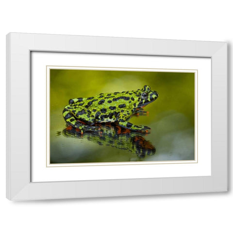 North Carolina Oriental fire-belled toad White Modern Wood Framed Art Print with Double Matting by Illg, Cathy and Gordon