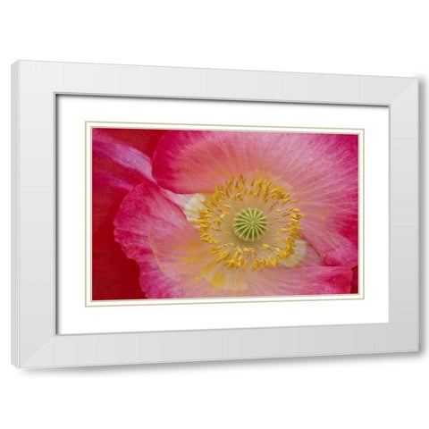 USA, North Carolina Close-up of poppy interior White Modern Wood Framed Art Print with Double Matting by Rotenberg, Nancy