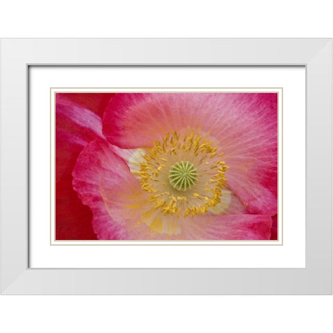 USA, North Carolina Close-up of poppy interior White Modern Wood Framed Art Print with Double Matting by Rotenberg, Nancy