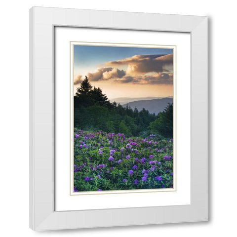 North Carolina Rhododendrons in the mountains White Modern Wood Framed Art Print with Double Matting by Rotenberg, Nancy