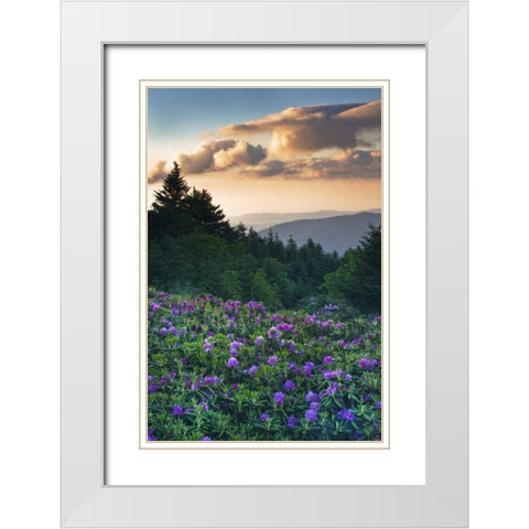 North Carolina Rhododendrons in the mountains White Modern Wood Framed Art Print with Double Matting by Rotenberg, Nancy