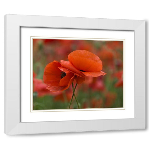 USA, North Carolina Close-up of poppy White Modern Wood Framed Art Print with Double Matting by Rotenberg, Nancy