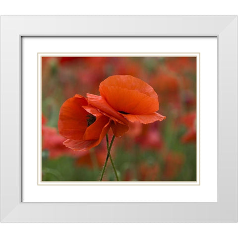 USA, North Carolina Close-up of poppy White Modern Wood Framed Art Print with Double Matting by Rotenberg, Nancy