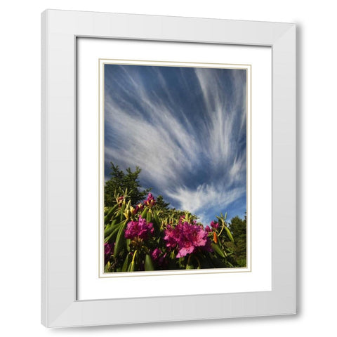 North Carolina Catawba rhododendrons and sky White Modern Wood Framed Art Print with Double Matting by Rotenberg, Nancy