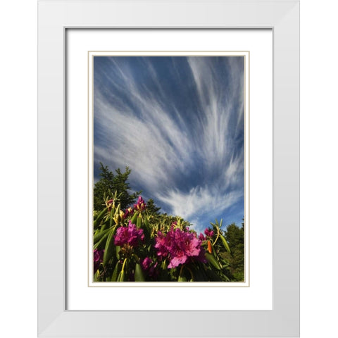 North Carolina Catawba rhododendrons and sky White Modern Wood Framed Art Print with Double Matting by Rotenberg, Nancy