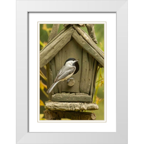 North Carolina, Carolina chickadee at birdhouse White Modern Wood Framed Art Print with Double Matting by Illg, Cathy and Gordon