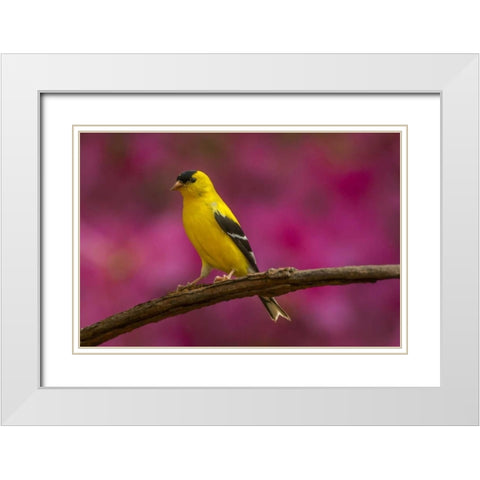 North Carolina, Guilford Co American goldfinch White Modern Wood Framed Art Print with Double Matting by Illg, Cathy and Gordon