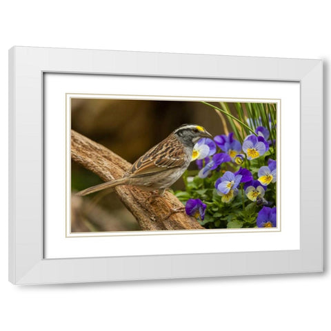 North Carolina, White-throated sparrow on limb White Modern Wood Framed Art Print with Double Matting by Illg, Cathy and Gordon