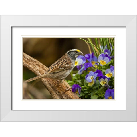 North Carolina, White-throated sparrow on limb White Modern Wood Framed Art Print with Double Matting by Illg, Cathy and Gordon