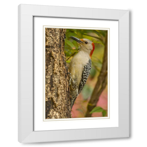 North Carolina, Red-bellied woodpecker on tree White Modern Wood Framed Art Print with Double Matting by Illg, Cathy and Gordon