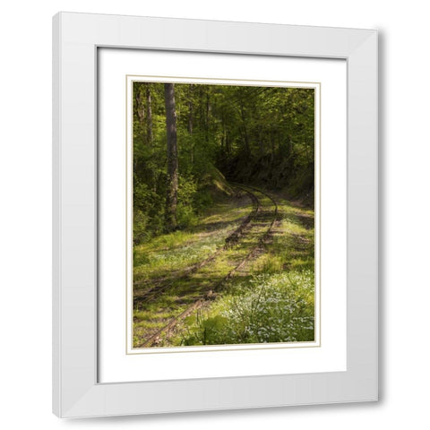 North Carolina Overgrown abandoned rail line White Modern Wood Framed Art Print with Double Matting by Grall, Don
