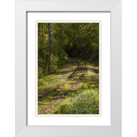 North Carolina Overgrown abandoned rail line White Modern Wood Framed Art Print with Double Matting by Grall, Don