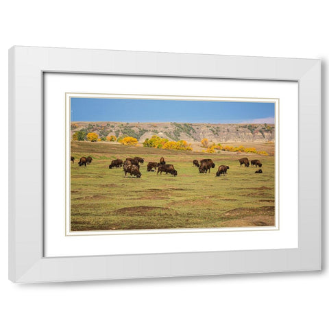 Theodore Roosevelt National Park-North Dakota-USA American Bison calves White Modern Wood Framed Art Print with Double Matting by Sienda, Jolly