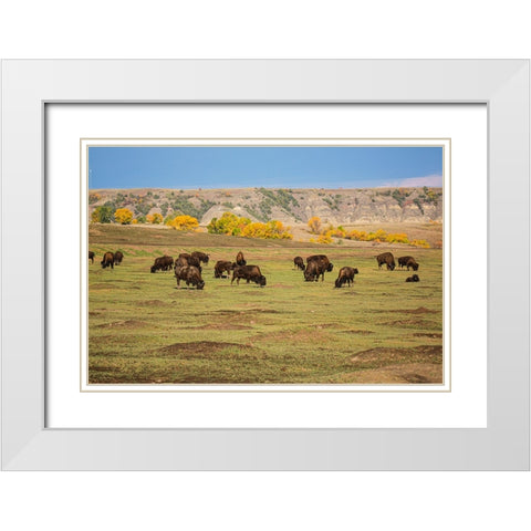 Theodore Roosevelt National Park-North Dakota-USA American Bison calves White Modern Wood Framed Art Print with Double Matting by Sienda, Jolly