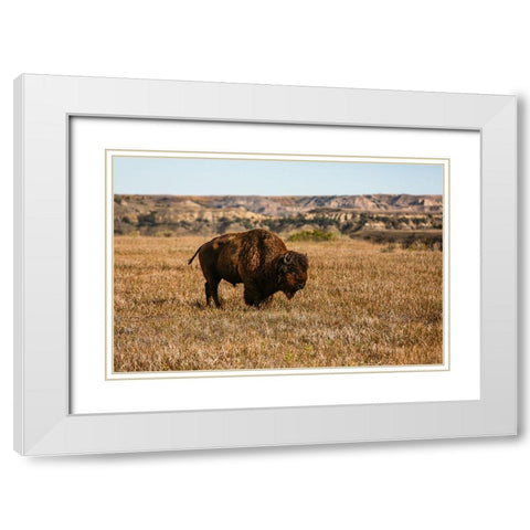 Theodore Roosevelt National Park-North Dakota-USA Badlands bison White Modern Wood Framed Art Print with Double Matting by Sienda, Jolly