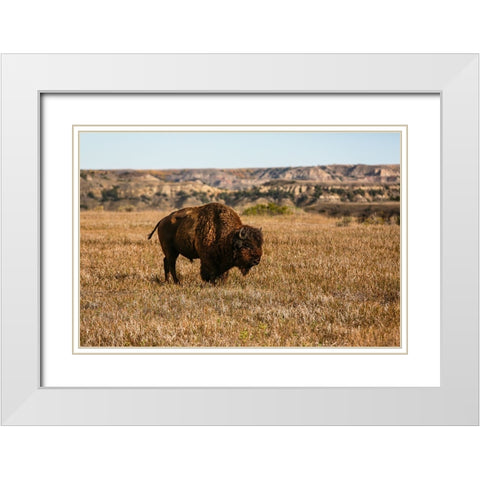 Theodore Roosevelt National Park-North Dakota-USA Badlands bison White Modern Wood Framed Art Print with Double Matting by Sienda, Jolly