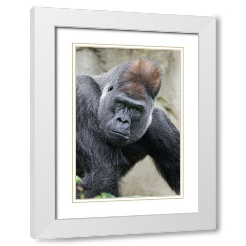Western Gorilla-Cincinnati Zoo White Modern Wood Framed Art Print with Double Matting by Jones, Adam