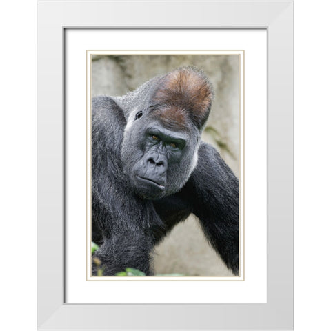Western Gorilla-Cincinnati Zoo White Modern Wood Framed Art Print with Double Matting by Jones, Adam