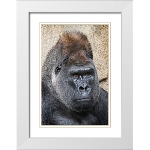 Western Gorilla-Cincinnati Zoo White Modern Wood Framed Art Print with Double Matting by Jones, Adam