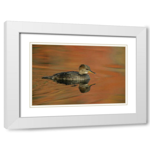 Ohio, Cleveland Hooded merganser moving in water White Modern Wood Framed Art Print with Double Matting by Morris, Arthur