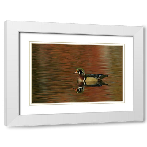 Ohio, Cleveland Wood duck drake swimming White Modern Wood Framed Art Print with Double Matting by Morris, Arthur