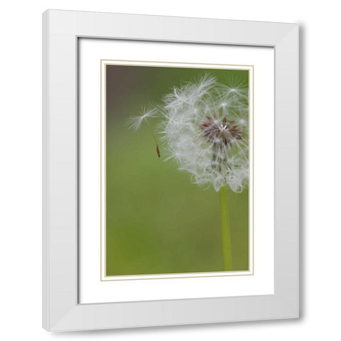 Ohio, Cincinnati Dandelion clock and seedlings White Modern Wood Framed Art Print with Double Matting by Anon, Josh