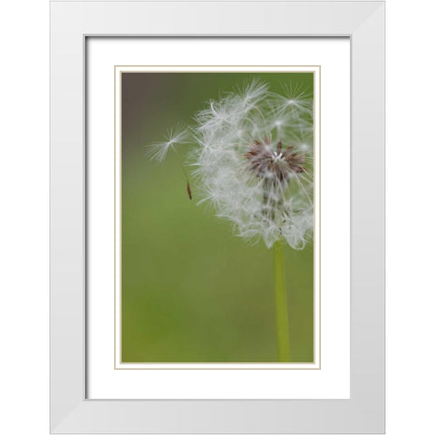 Ohio, Cincinnati Dandelion clock and seedlings White Modern Wood Framed Art Print with Double Matting by Anon, Josh