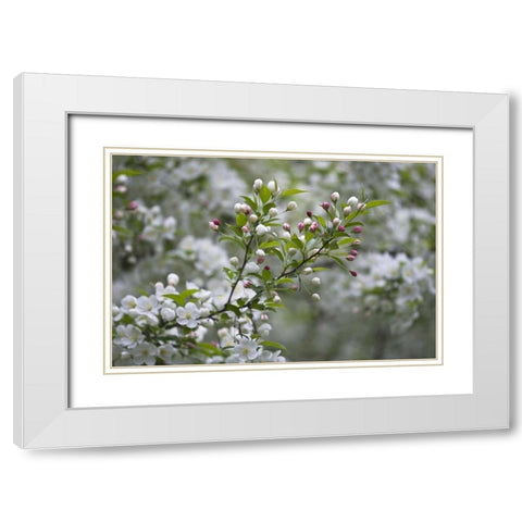 USA, Ohio Cherry blossom branch in bloom White Modern Wood Framed Art Print with Double Matting by Rotenberg, Nancy