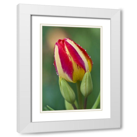 Ohio Close-up of single tulip flower with buds White Modern Wood Framed Art Print with Double Matting by Rotenberg, Nancy