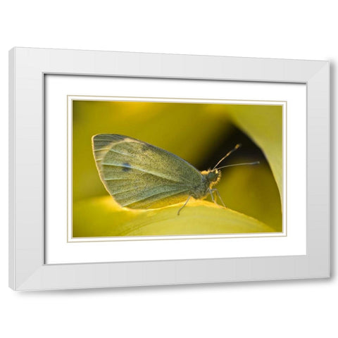 Ohio Sulphur butterfly on yellow daffodil flower White Modern Wood Framed Art Print with Double Matting by Rotenberg, Nancy