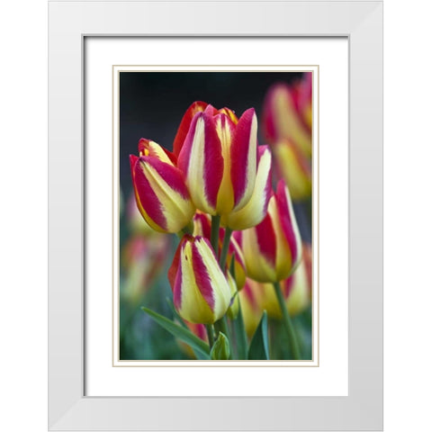 USA, Ohio Close-up of tulip variety White Modern Wood Framed Art Print with Double Matting by Rotenberg, Nancy
