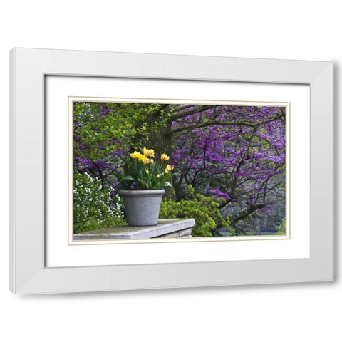 Ohio Potted tulips and redbud tree in garden White Modern Wood Framed Art Print with Double Matting by Rotenberg, Nancy