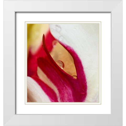 Ohio Tulip flower colors and rain drop White Modern Wood Framed Art Print with Double Matting by Rotenberg, Nancy