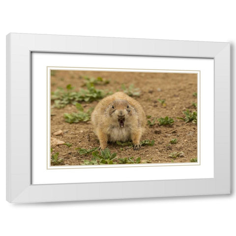 Oklahoma, Wichita Mts Black-tailed prairie dog White Modern Wood Framed Art Print with Double Matting by Illg, Cathy and Gordon