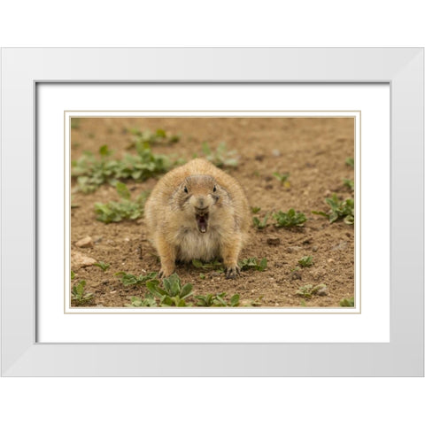 Oklahoma, Wichita Mts Black-tailed prairie dog White Modern Wood Framed Art Print with Double Matting by Illg, Cathy and Gordon