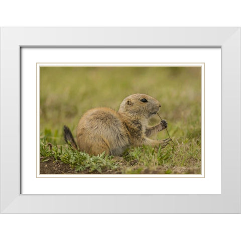 Oklahoma, Wichita Mts Black-tailed prairie dog White Modern Wood Framed Art Print with Double Matting by Illg, Cathy and Gordon