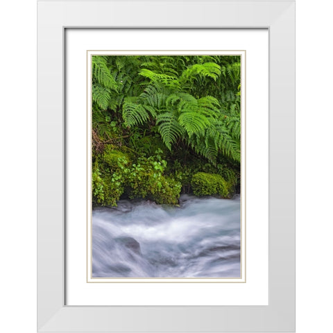 Ferns along cascade-Columbia River Gorge National Scenic Area-Oregon White Modern Wood Framed Art Print with Double Matting by Jones, Adam