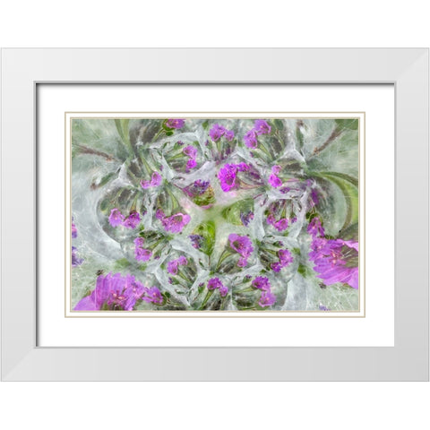 Doves Foot Geranium-Geranium molle-Columbia River Gorge-Oregon White Modern Wood Framed Art Print with Double Matting by Jones, Adam