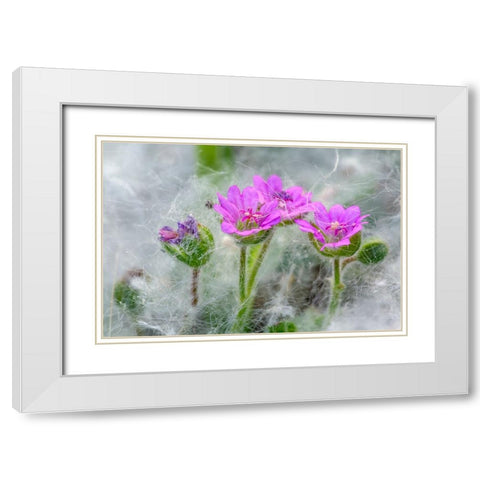 Doves Foot Geranium-Geranium molle-Columbia River Gorge-Oregon White Modern Wood Framed Art Print with Double Matting by Jones, Adam
