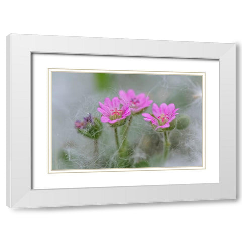 Doves Foot Geranium-Geranium molle-Columbia River Gorge-Oregon White Modern Wood Framed Art Print with Double Matting by Jones, Adam
