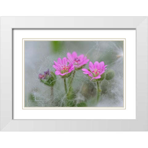 Doves Foot Geranium-Geranium molle-Columbia River Gorge-Oregon White Modern Wood Framed Art Print with Double Matting by Jones, Adam