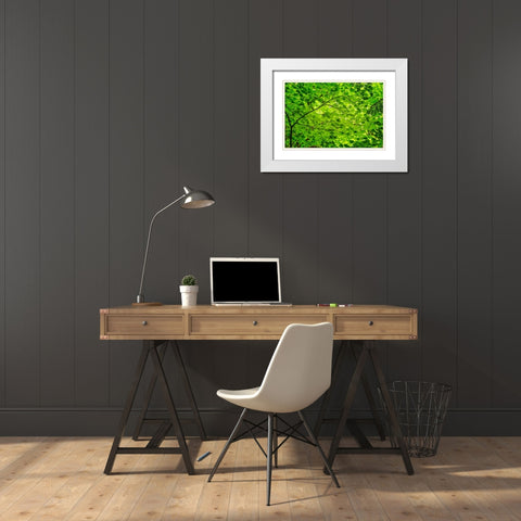 Pattern of green maple leaves-Columbia River Gorge National Scenic Area-Oregon White Modern Wood Framed Art Print with Double Matting by Jones, Adam