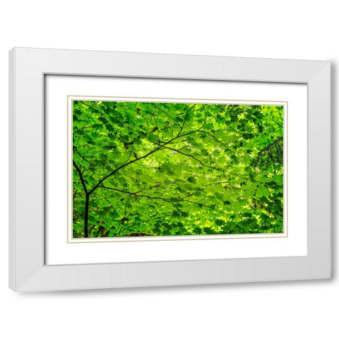 Pattern of green maple leaves-Columbia River Gorge National Scenic Area-Oregon White Modern Wood Framed Art Print with Double Matting by Jones, Adam