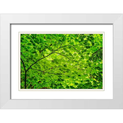 Pattern of green maple leaves-Columbia River Gorge National Scenic Area-Oregon White Modern Wood Framed Art Print with Double Matting by Jones, Adam