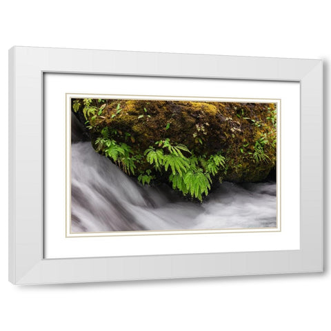 Stream and maidenhair ferns-Columbia River Gorge-Oregon White Modern Wood Framed Art Print with Double Matting by Jones, Adam