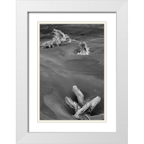Eroded driftwood on beach-Bandon Beach-Oregon White Modern Wood Framed Art Print with Double Matting by Jones, Adam