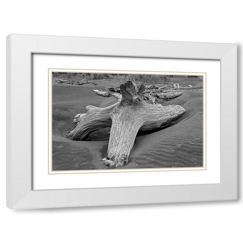 Geometric pattern in eroded driftwood-Bandon Beach-Oregon White Modern Wood Framed Art Print with Double Matting by Jones, Adam